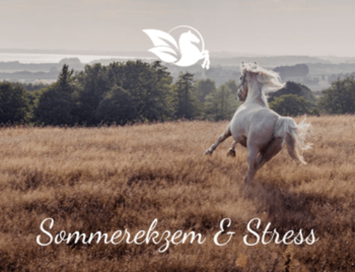 Sommerekzem & Stress beim Pferd