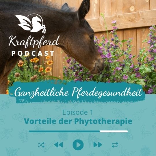 Phytoserie 01: Vorteile der Phytotherapie