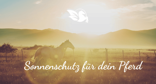 Sonnenschutz für dein Pferd - Kraftpferd Blog